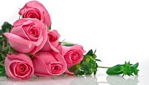 Use them in commercial designs under lifetime, perpetual & worldwide rights. Rose Flowers Free Stock Photos Download 11 612 Free Stock Photos For Commercial Use Format Hd High Resolution Jpg Images
