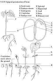 Parts Of A Green Bean Seed Parts Of A Seed Notes Inspiration Plant Science