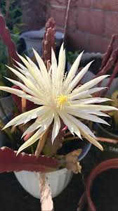 That's the common bloom schedule for echinopsis, as far as i have seen. My Epiphyllum Cactus Bloomed Last Night Orchid Cactus Orchid Flower Plants