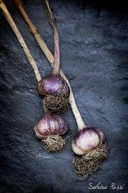 Onions Sabrina Rossi En 2020 Fruits Et Legumes Fruits Verdure