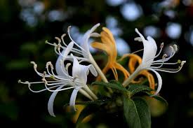 Elizabeth waddington is a writer, permaculture designer and green living consultant. Honeysuckle Flowers Plant Climbing Plant Vine Bloom Blossom Flowering Plant Ornamental Plant Flora Nature Pikist