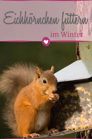 Eichhornchen Futtern Was Sie Wissen Sollten Eichhornchen Futtern Eichhornchen Eichhornchen Futterhaus