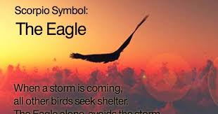 At 10, 000 feet, you will never find another bird. Scorpio Symbol Eagle Scorpio Quotes