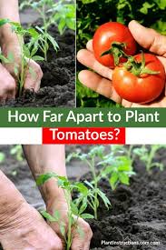 How close can you space tomato plants? How Far Apart To Plant Tomatoes Tomato Plants Vertical Vegetable Gardens Tomato Garden