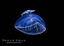 Image result for Hydrothauma manicatum