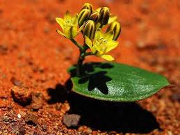 Image result for Eriosema burkei