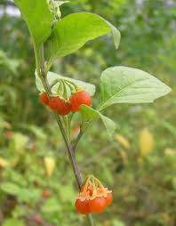 Image result for Solanum