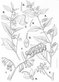 Image result for Solanum tarderemotum