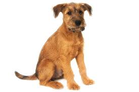 Smooth Fox Terrier Puppies For Sale Near Dallas Tx Akc Puppyfinder Irish Terrier Terrier Dog Breeds Dog Breeds