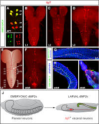 Within the last 7 days 726. Postmitotic Specification Of Drosophila Insulinergic Neurons From Pioneer Neurons