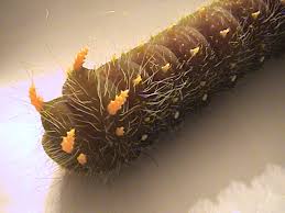 As members of the giant silkworm moth family, imperial moths are relatives to the largest known their caterpillar forms a hard, brown chrysalis when ready to pupate. Imperial Moth Caterpillar What S That Bug