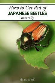 9 Tips To Naturally Get Rid Of Japanese Beetles Japanese Beetles Garden Pests Slugs In Garden