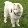 Kennel ,,kazuki go,, of japanese akita inu pupp's for salemy dogs are exhibition ,champions and registered. 1