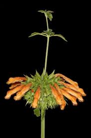 Image result for Leonotis ocymifolia