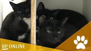 Außer den hier vorgestellten tieren sind fast immer auch noch weitere, vor allem auch junge nicht alle neuzugänge können umgehend hier gezeigt werden. Tierheim Krefeld Hund Milo Und Acht Katzen Suchen 2017 Ein Zuhause