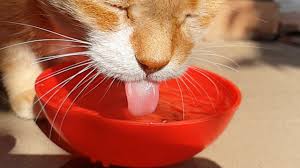Cats that eat primarily wet food may need less since the food contains extra water, but if your cat eats mainly dry food, they will need to consume water from other sources. How Cats Drink Water Slow Motion Youtube