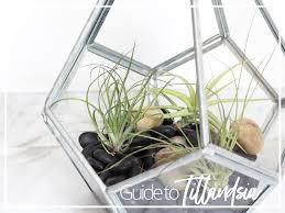 Air plants (tillandsia spp.) are epiphytes, meaning that in nature they grow on other plants, usually on tree branches.there are hundreds of species and varieties of air plants. Three Basics Of Keeping An Air Plant Alive Dossier Blog