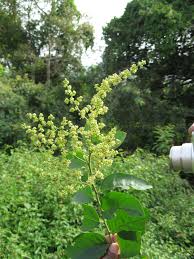 Image result for Ventilago