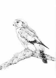Art Birds Of Prey Logo African Pygmy Falcon Drawing Bird Of Prey Art Original Ink Drawing Black White Drawing Small Bird Of Prey Bird Of Prey Wall Decor Falcon Drawing Bird Drawings Original Ink Drawing