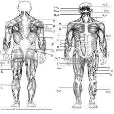 Learn about muscle anatomy with free interactive flashcards. 32 Blank Muscle Diagram To Label Labels For Your Ideas
