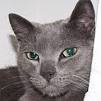 Russian Blue Cat Breed Profile | Petfinder
