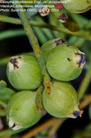 Image result for Cassytha pondoensis