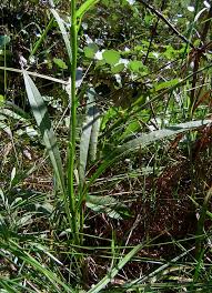 Image result for Senecio inornatus