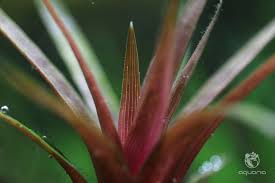 Image result for Eriocaulon bongense