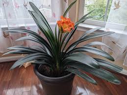 Image result for Clivia flowering