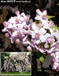 Image result for Deutzia x hybrida ′Mont Rose