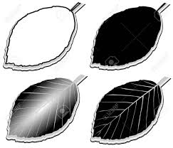 ブナ Fagus Sylvatica ベクトル 孤立したブナの葉のイラスト素材 ベクタ Image 60178245