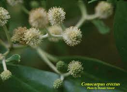 Image result for Conocarpus erectus