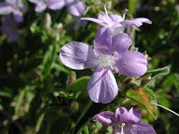 Image result for Barleria obtusa