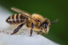 colorado bee and wasp control