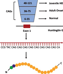 Genetics Of Huntington S Disease Hd Cag Repeats In Exon 1 Of Download Scientific Diagram