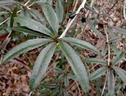 Image result for Berberis julianae