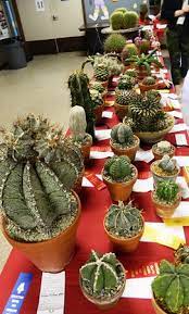 This video will show my potted succulent plants. The Bristol Press 2 000 Cactus Enthusiasts Gather For Bristol Show Sale