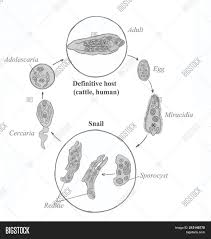 Fasciola hepatica fasciolosis is an economically important and potentially fatal disease of sheep which can be associated with control and prevention of liver fluke in sheep. Common Liver Fluke Image Photo Free Trial Bigstock