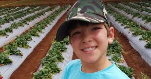 Strawberry sabotage impacts Atherton grower