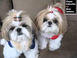 We did not find results for: Shih Tzu Dog Breed Cute Dog Picture Collection Of Breed Shih Tzu Youtube