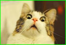 Gambar Kucing Lucu Imut Dan Paling Menggemaskan Sedunia Gambar Kucing Lucu Kucing Lucu Hewan
