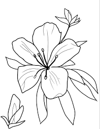 Digital Download Azalea Drawing Etsy Drawings Flower Drawing Tutorials Flower Drawing Tutorial Step By Step