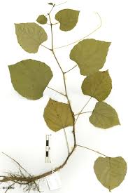 Image result for Cissus glaucophylla