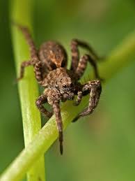 Black And White Jumping Spider Texas Little Brown Wolf Spider Spider Bites Wolf Spider Spider