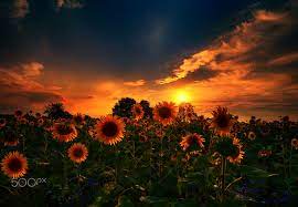 Sunset Sunflowers Ii Sky Aesthetic Sunflower Sunset Sunset
