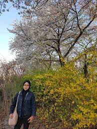 Check spelling or type a new query. Travelog Masni Korea Bercuti Pada Musim Bunga Cherry Blossom Berkembang