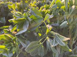 Earl Creech (@USUCropGuy)