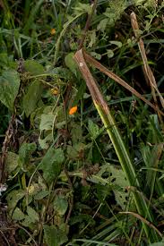 Image result for Crassocephalum uvens