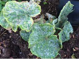 If you let too many of your cucumbers turn yellow, the plant will assume it's at the end of all cucumbers turn yellow as the ripen. How To Identify And Treat Common Cucumber Diseases Dengarden