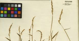 Image result for Moorochloa eruciformis